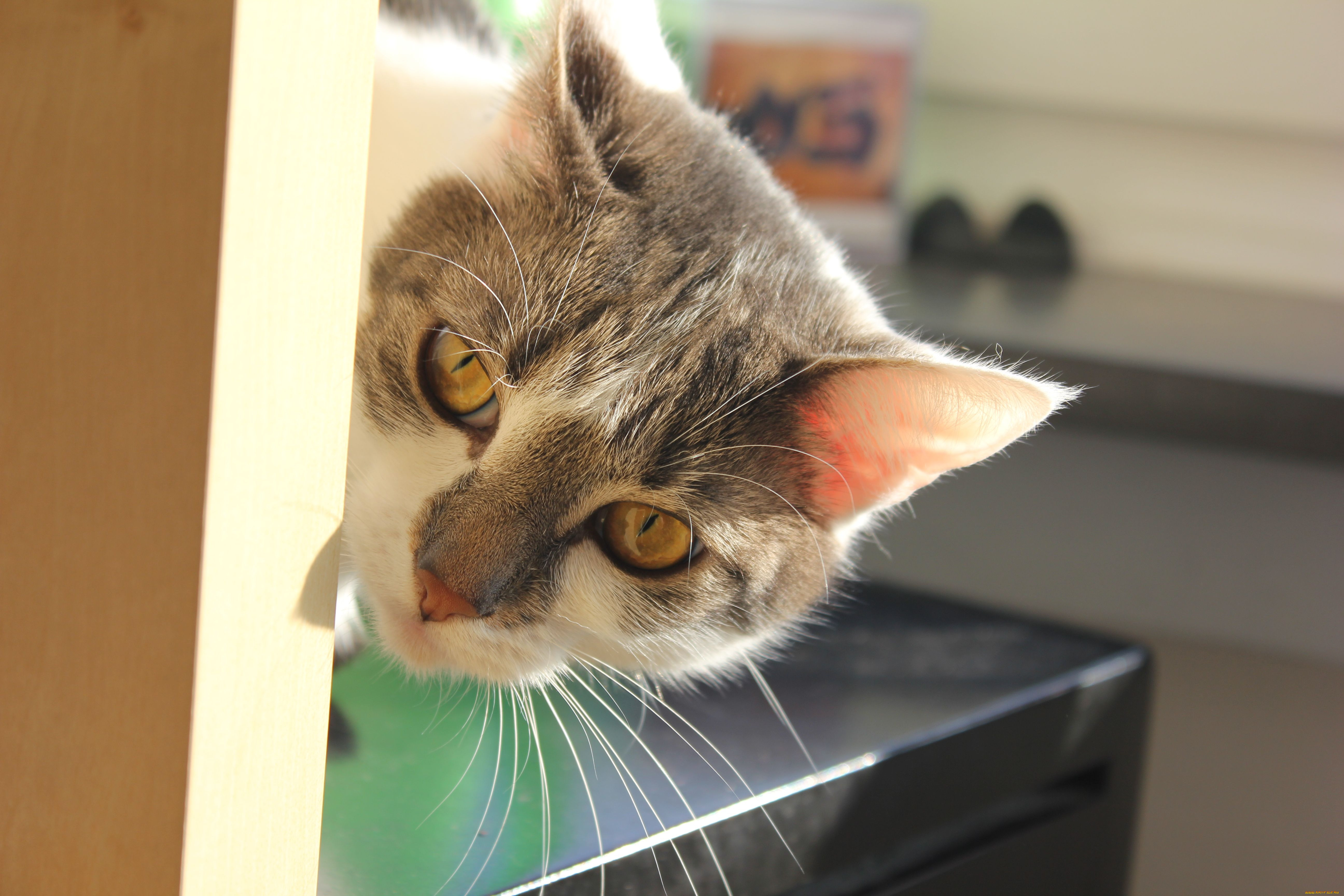 , , cat